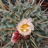 Thelocactus rinconensis v. lophothele ©JLcoll.4304.jpg